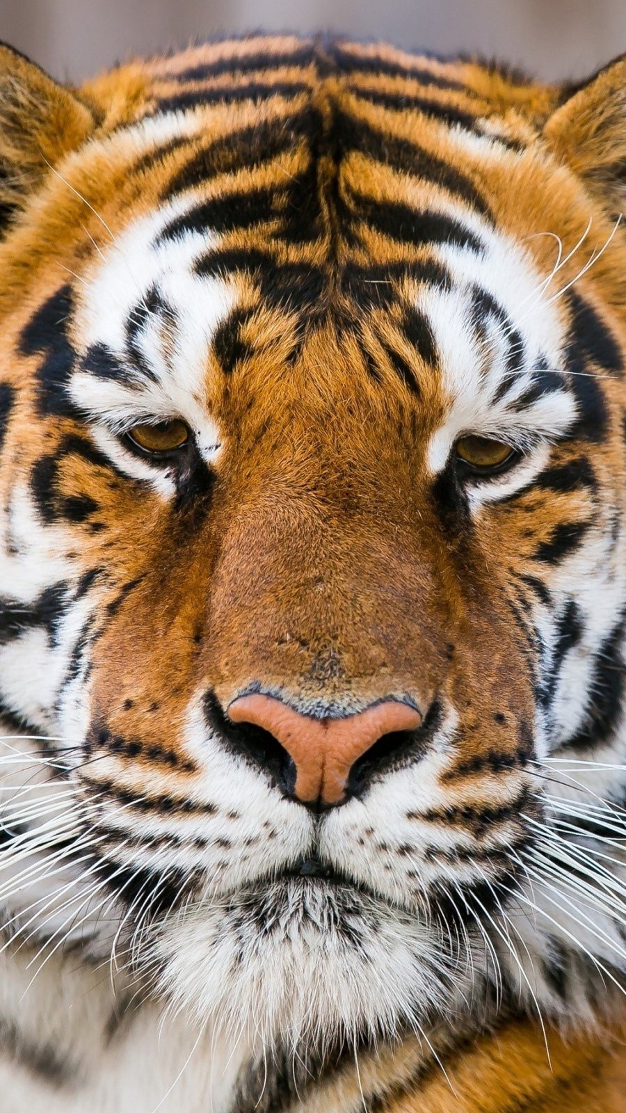 Fondos de pantalla Tigre en la reserva de Ranthambore Vertical
