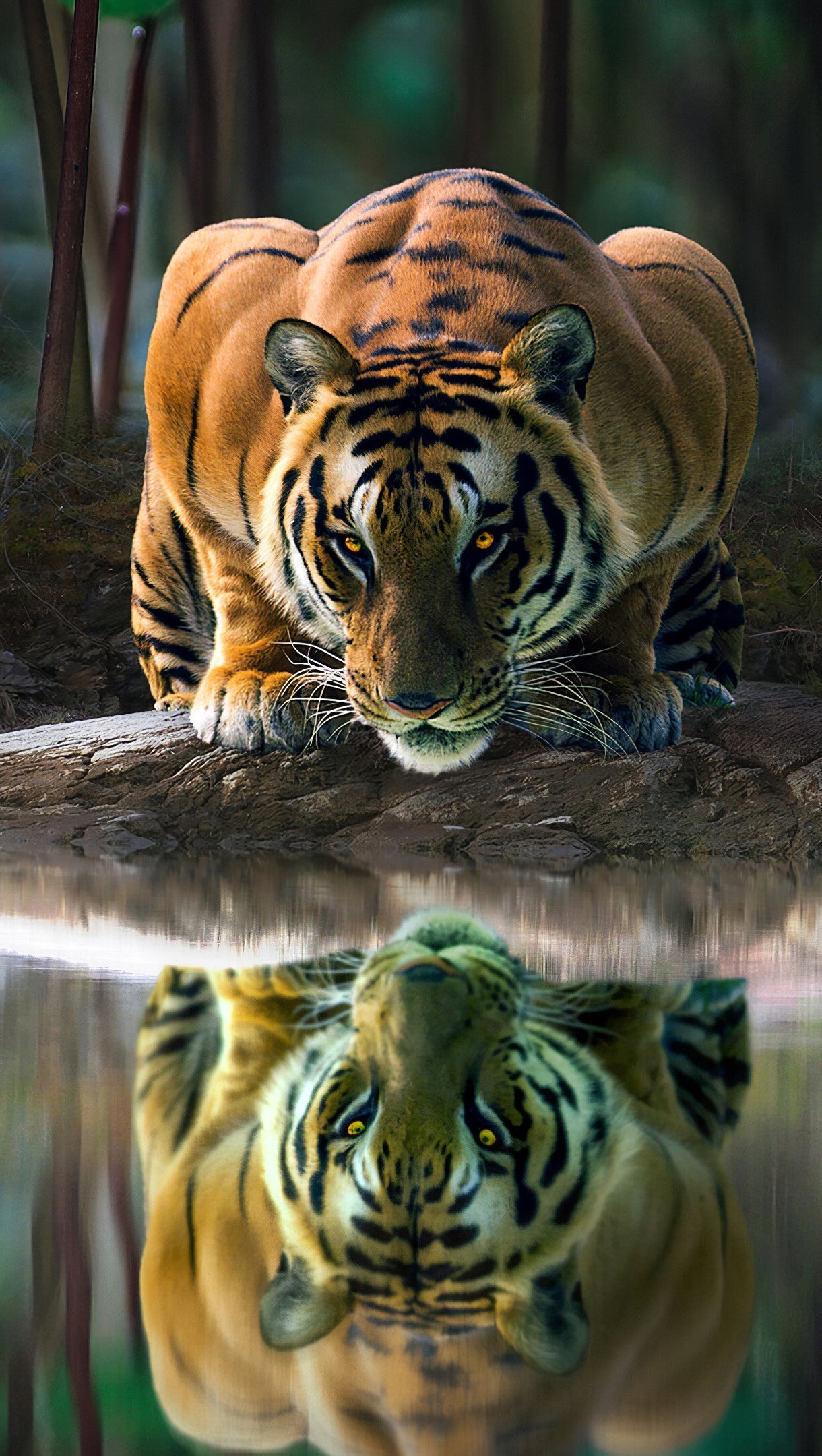 Wallpaper Tiger reflected in lake Vertical