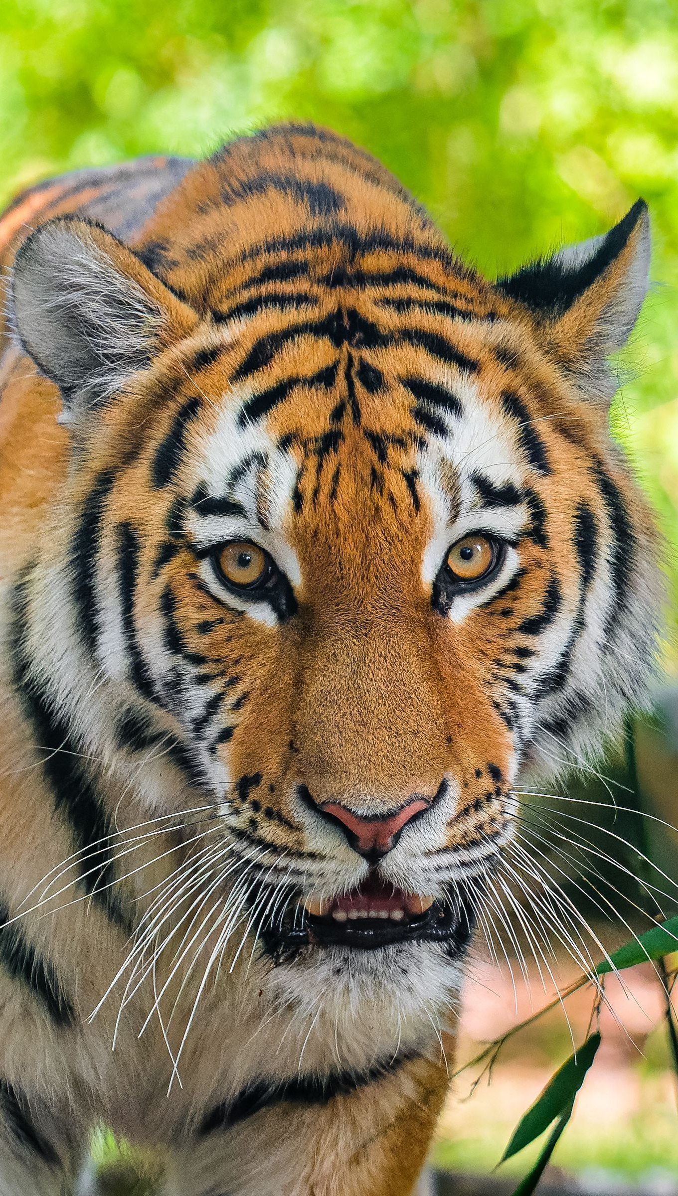 1920x1080 Tiger Paws 4k Laptop Full HD 1080P HD 4k Wallpapers Images  Backgrounds Photos and Pictures
