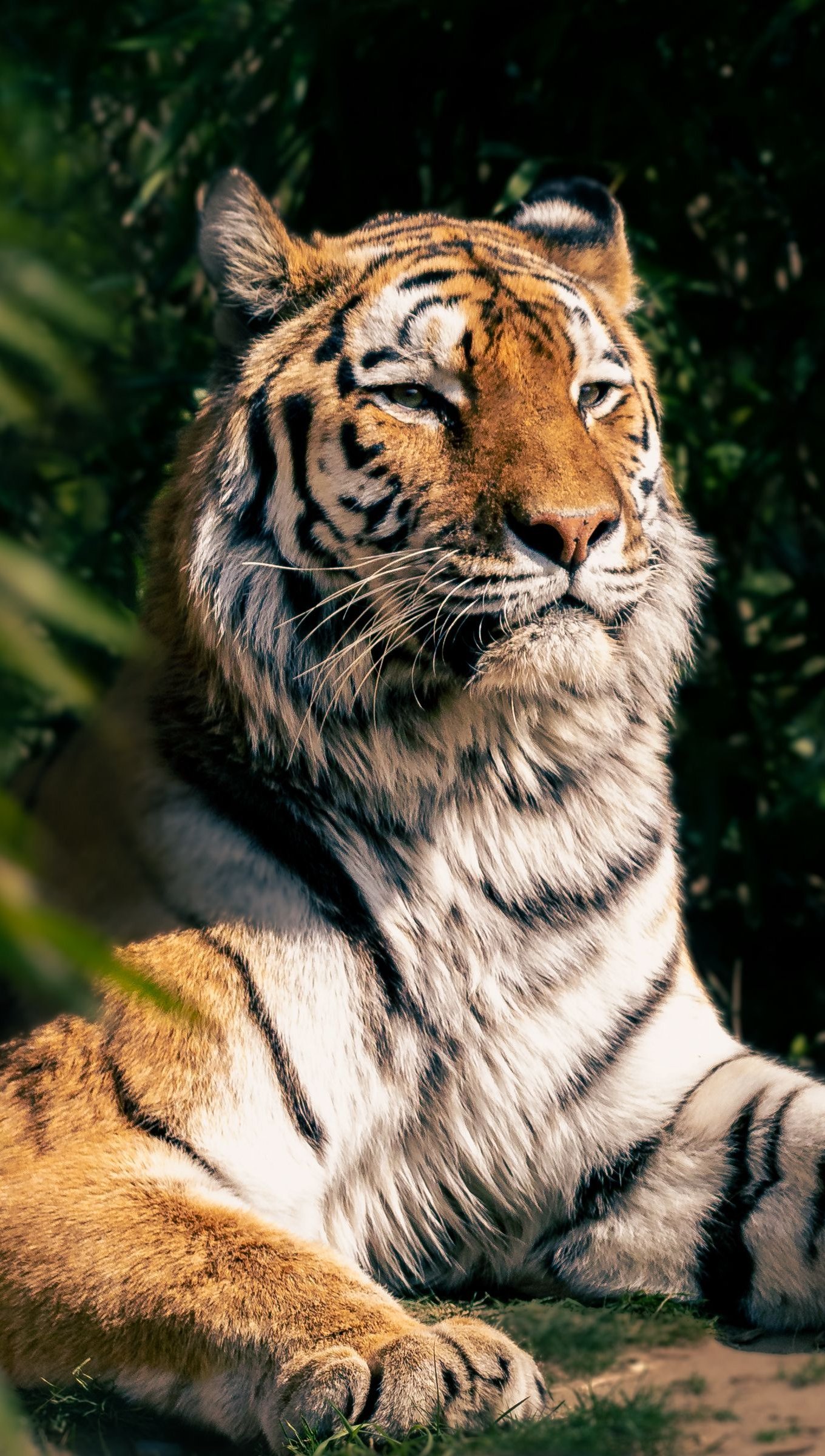 Wallpaper Tiger taking in the sun Vertical