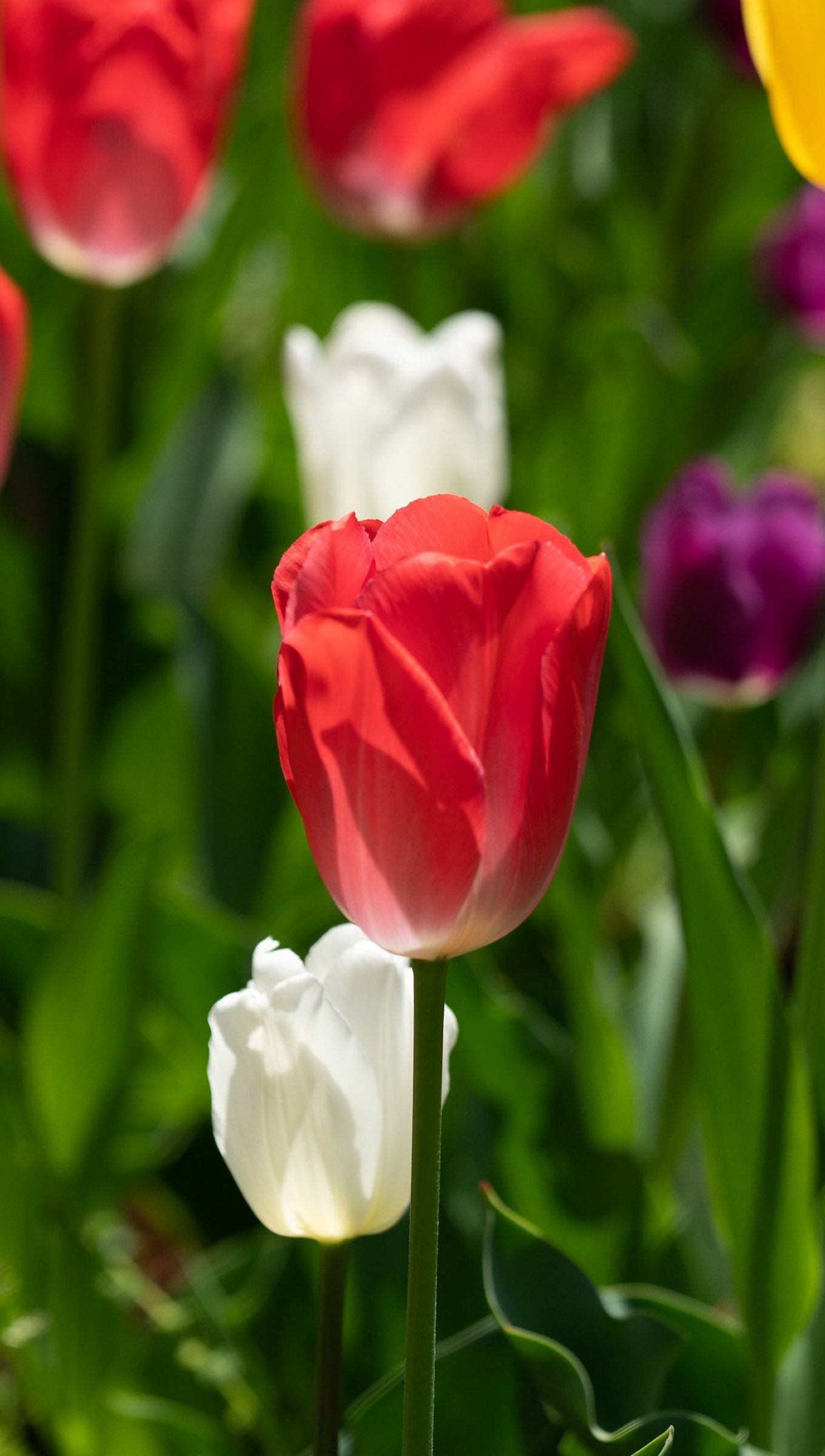Wallpaper Colorful Tulips Vertical