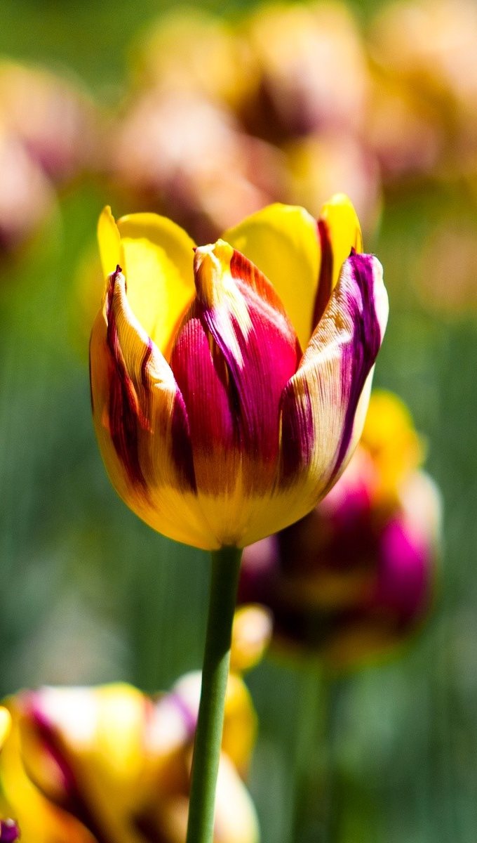 Fondos de pantalla Tulipanes en un jardín Vertical