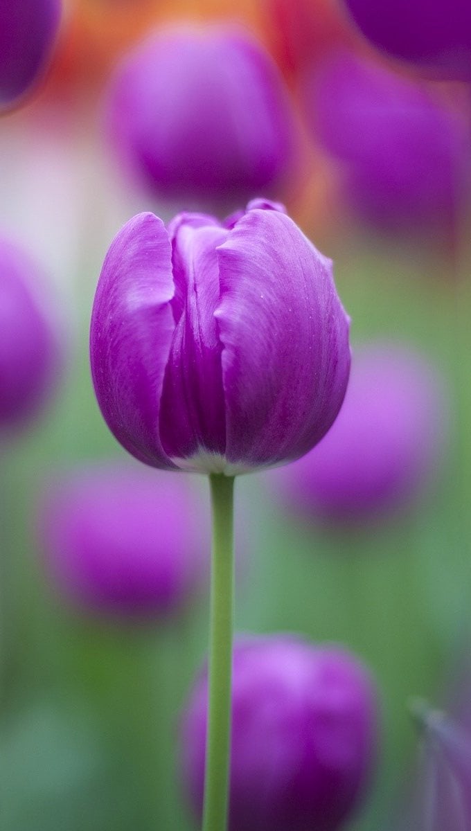 Fondos de pantalla Tulipanes morados Vertical