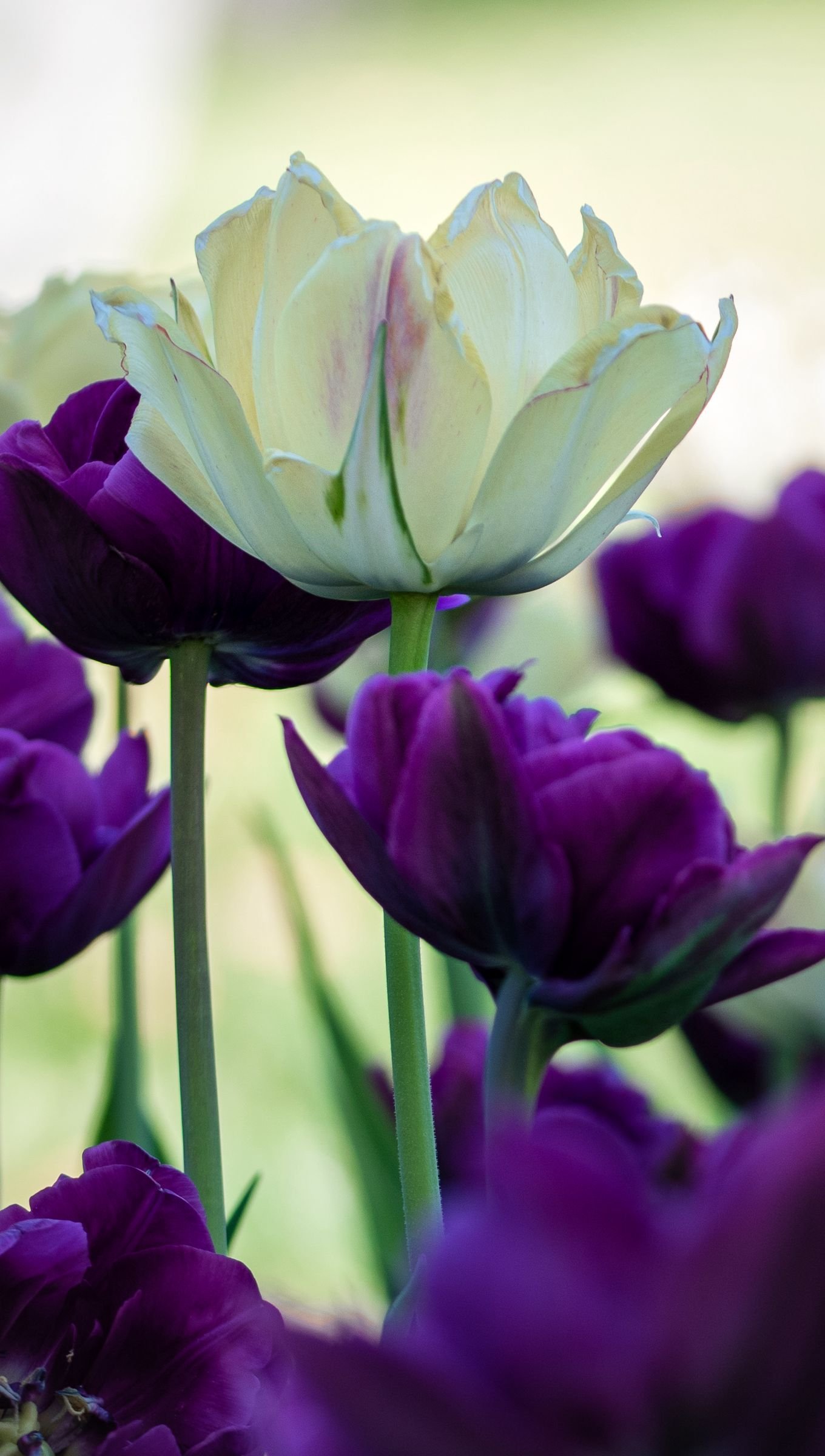 Fondos de pantalla Tulipanes morados y blancos Vertical