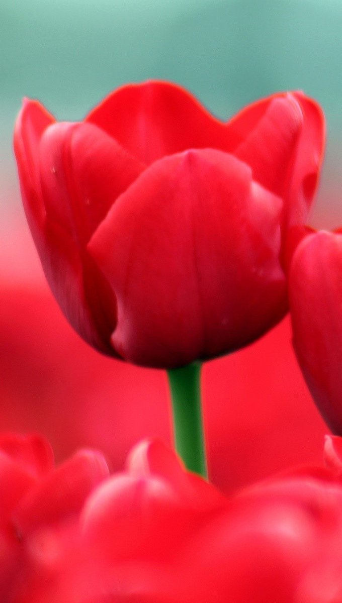 Wallpaper Red tulips Vertical