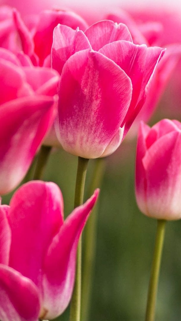 Wallpaper Pink tulips Vertical