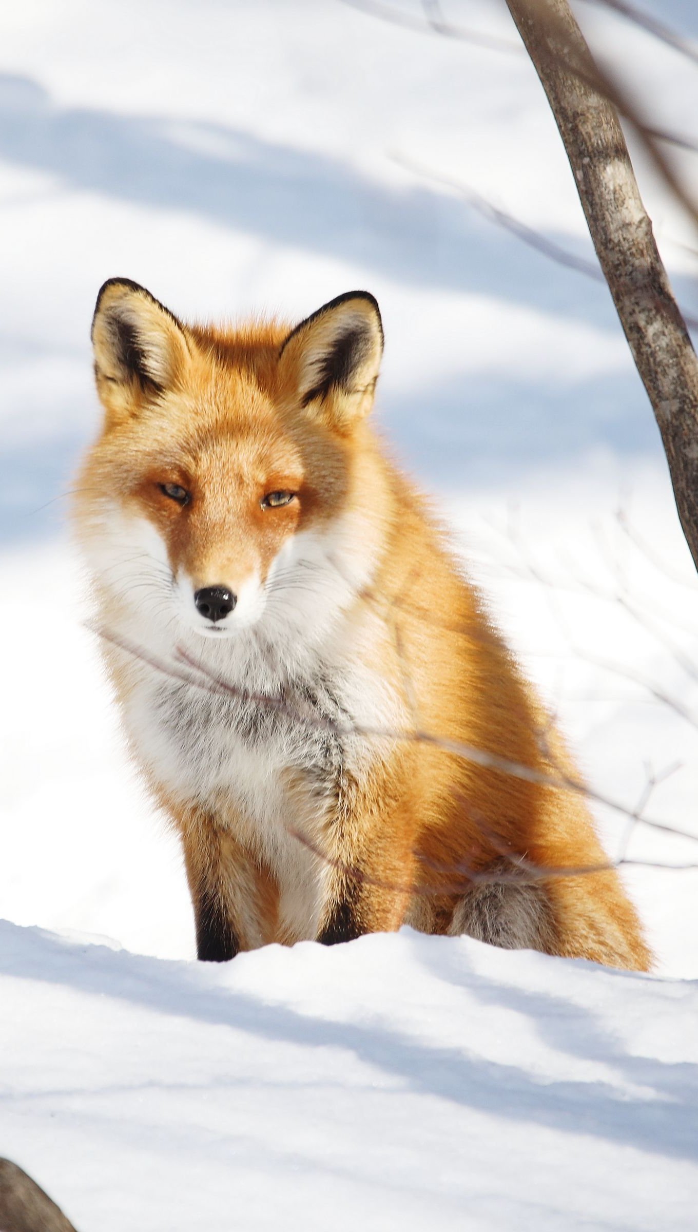 Wallpaper Fox in the snow Vertical