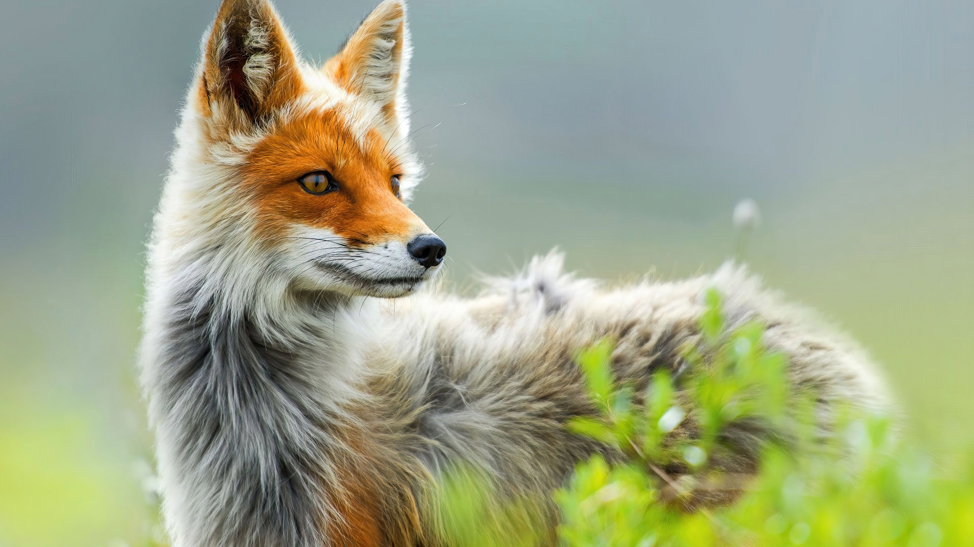 Wallpaper Fox Animal