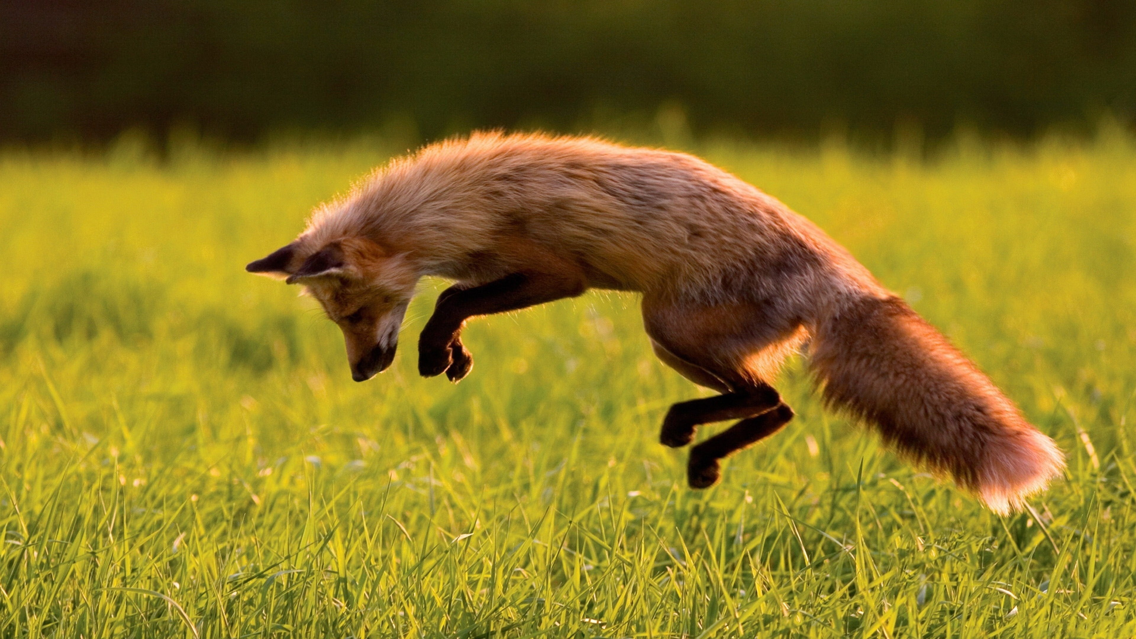 Fondos de pantalla Fox jumping